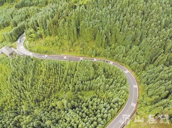 被森林包裹的道路。