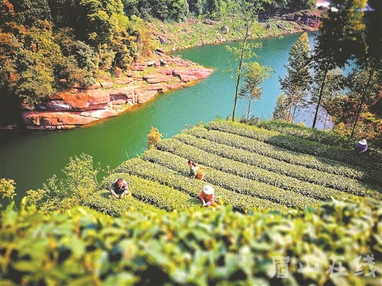 順龍生態(tài)茶園。 劉雪琴 攝