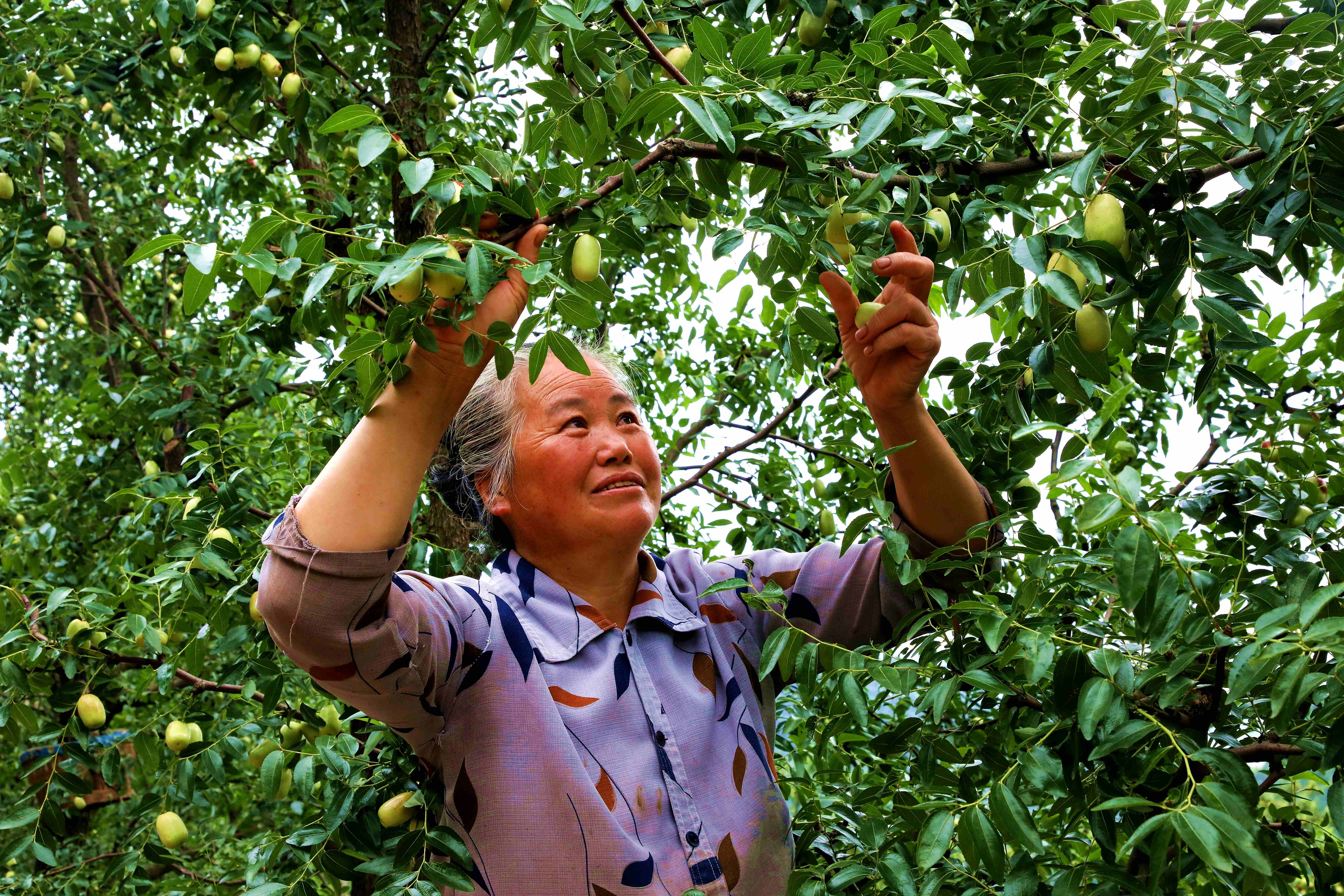 毛玉霞正在采摘鮮棗。.JPG