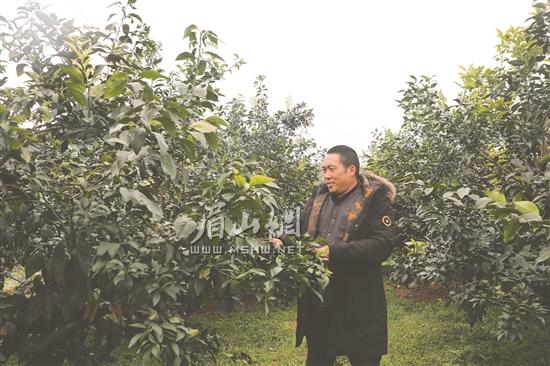 張裕孟在果園里進行春管。.jpg