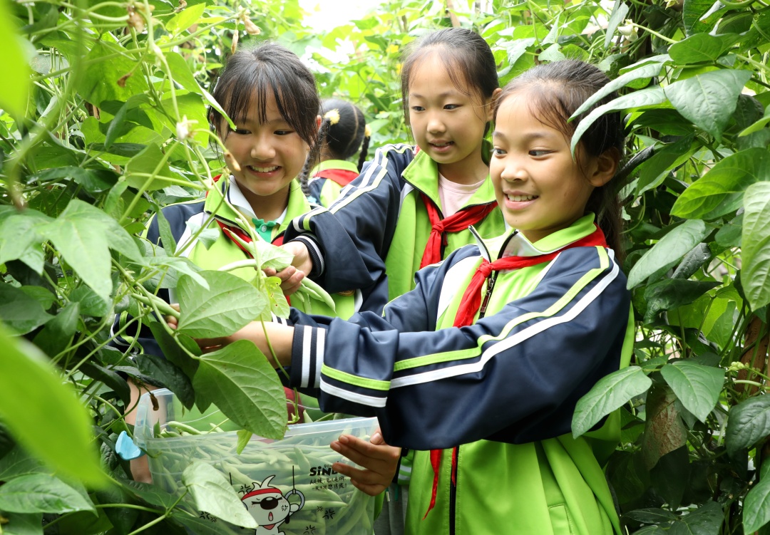 學(xué)生們正在采摘蔬菜。 (2).jpg