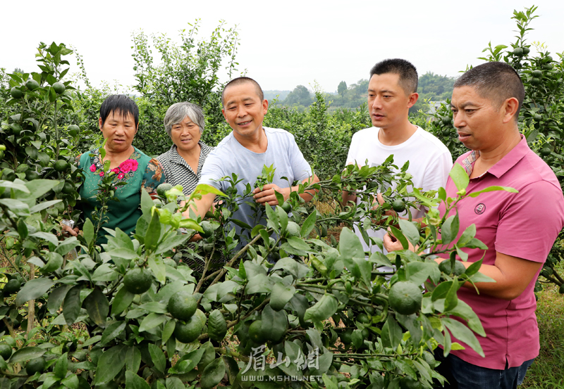 鄧強(qiáng)（中）向村民示范傳授柑橘的秋季管理技術(shù)。.jpg