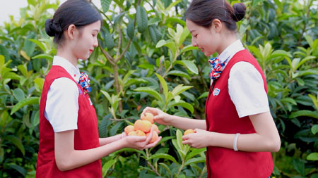 “準(zhǔn)空姐”們在果園摘果子。.jpg