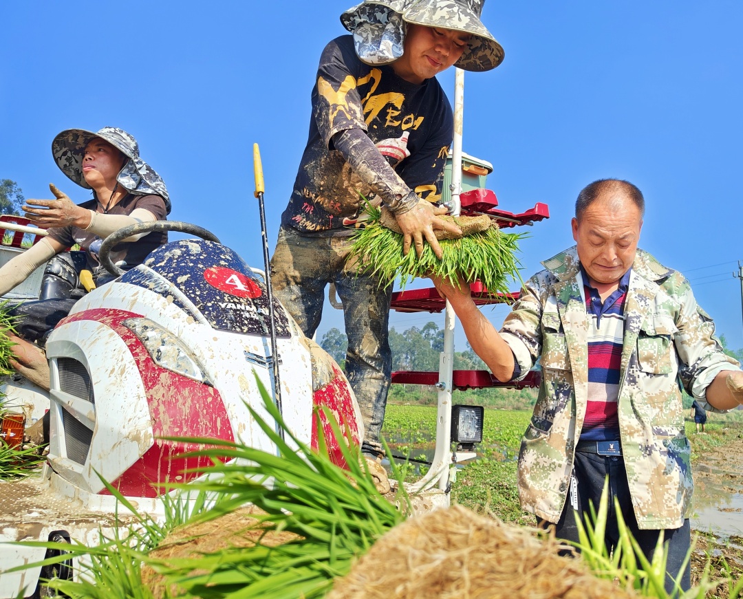 機(jī)械插秧現(xiàn)場(chǎng)，運(yùn)送秧苗.jpg