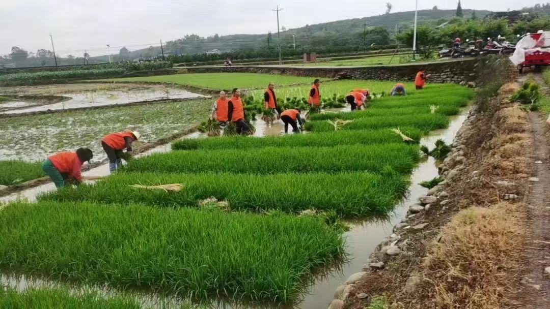 志愿者參與助農(nóng)活動，分享勞動喜悅。.jpg