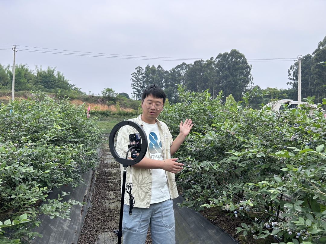 丁肇寧在藍(lán)莓地里直播。.jpg