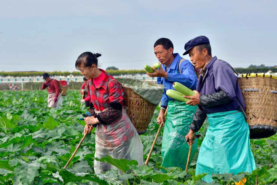 工人正在采摘西葫蘆。 (1).jpg