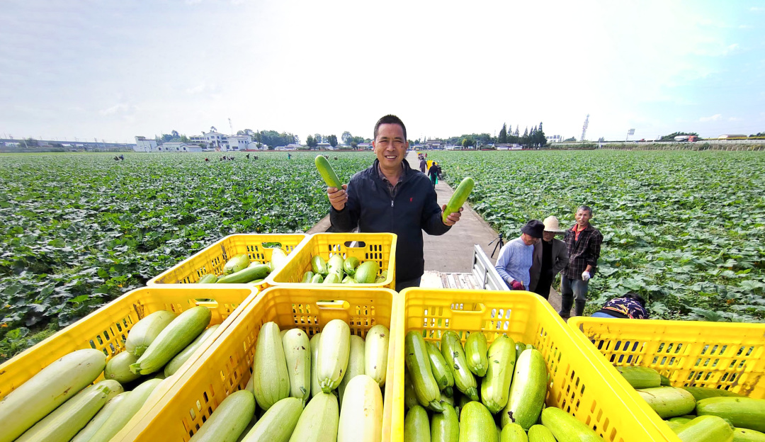 業(yè)主邵國(guó)東正在對(duì)剛剛采摘的西葫蘆進(jìn)行轉(zhuǎn)運(yùn)。.jpg