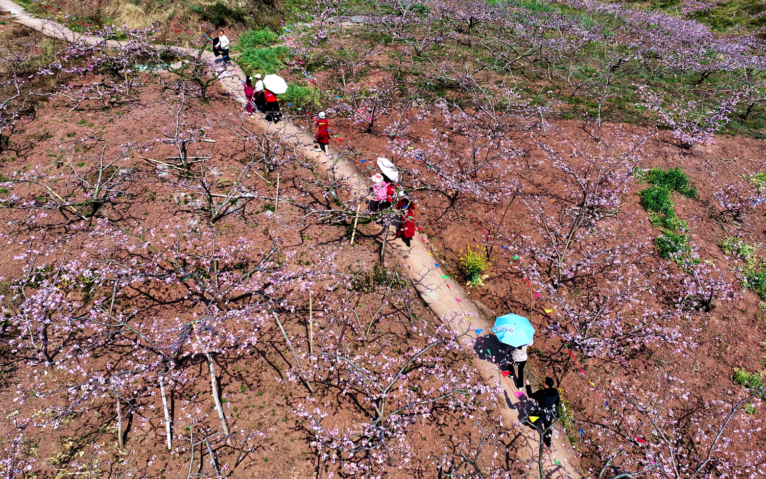 桃花開得正艷。 (1).jpg