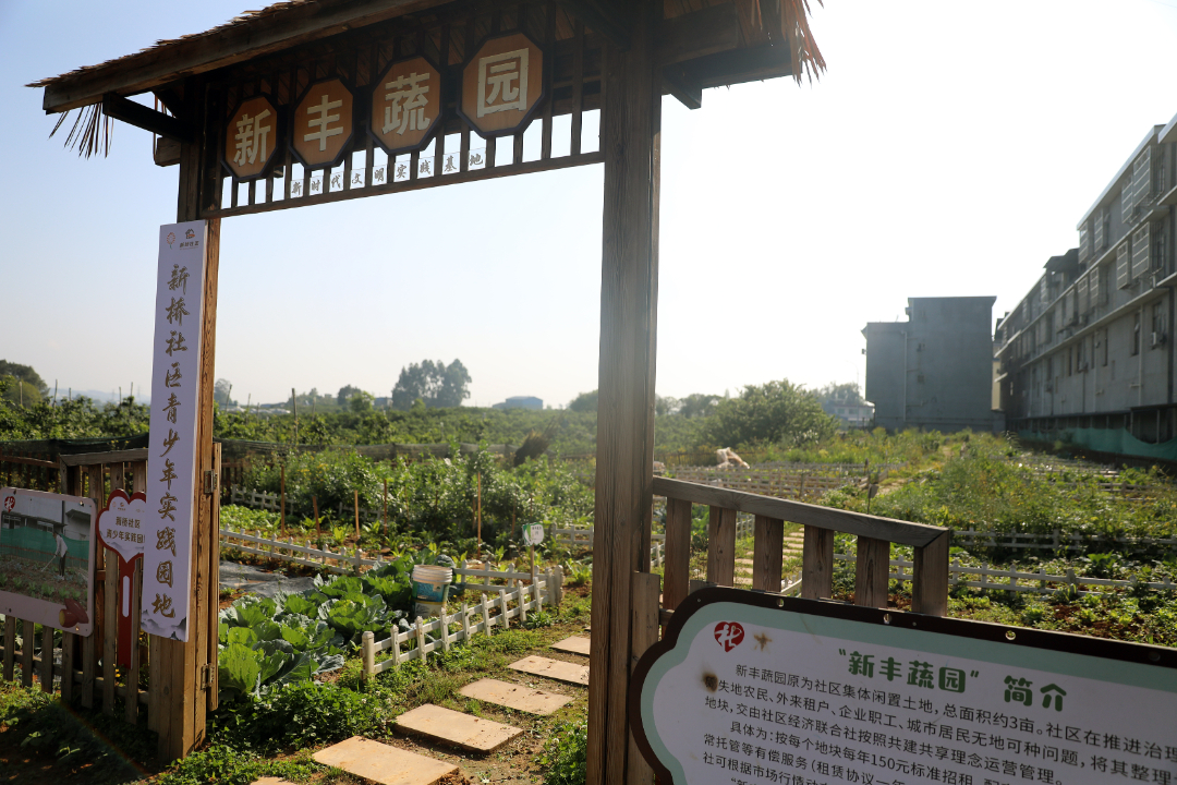 新橋社區(qū)共享菜園。