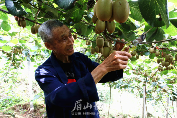 岐山村已脫貧戶陳明友正在獼猴桃園內修枝。