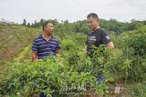 楊柳漕村第一書記何勇（右）與藤椒種植基地業(yè)主交談。