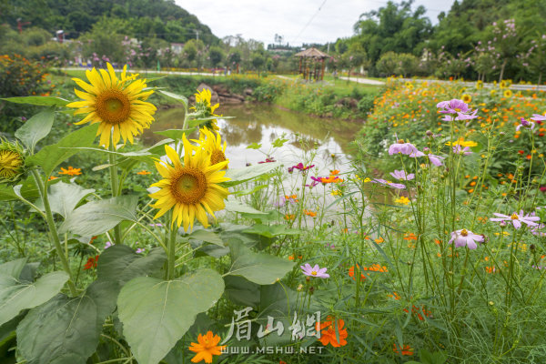 楊柳漕村村級(jí)公園一隅。