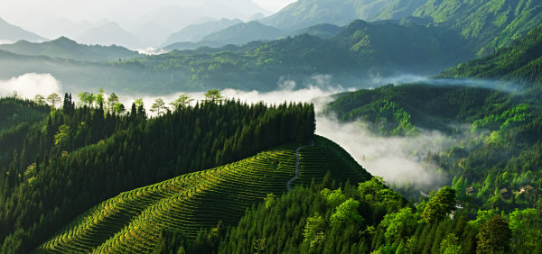 瓦屋山復(fù)興茶山。.jpg