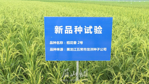 加快優(yōu)質(zhì)、高產(chǎn)水稻新品種的推廣應(yīng)用，確保糧食生產(chǎn)穩(wěn)中有進(jìn)。