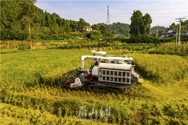 機(jī)收水稻。 (1).jpg