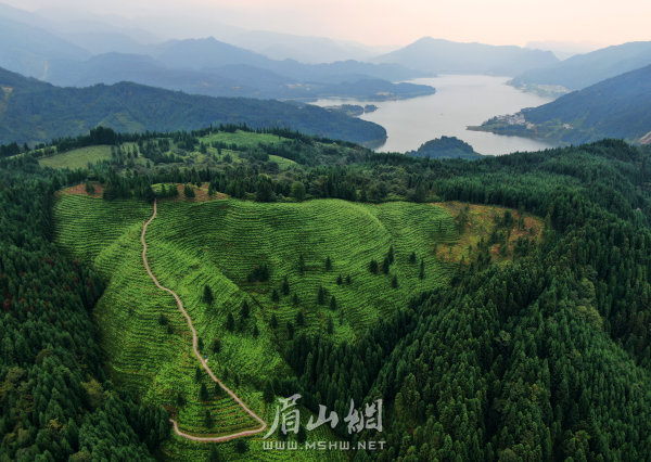 洪雅縣瓦屋山鎮(zhèn)復(fù)興村的高山茶園。