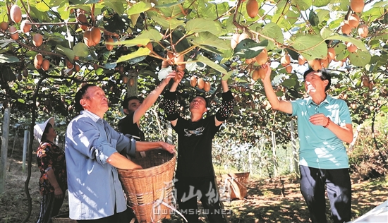 丹棱縣張場(chǎng)鎮(zhèn)岐山村村民們正在采摘獼猴桃。