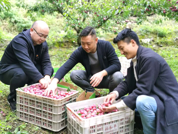 東坡區(qū)對口幫扶干部（左一）正在協(xié)助種植戶將脆紅李裝箱。