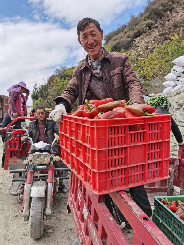 農(nóng)產(chǎn)品不愁賣，茂縣疊溪鎮(zhèn)桃花村種植戶展示剛摘的辣椒。