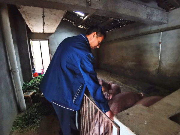 姜代華正在照料豬崽。