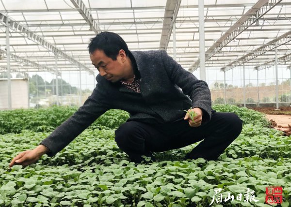  育秧忙。