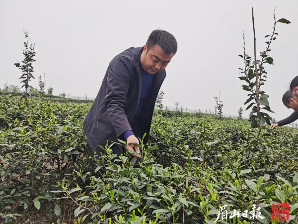 付志洪查看春茶生長情況。