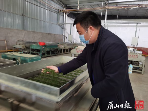  付志洪查看茶葉品質(zhì)。
