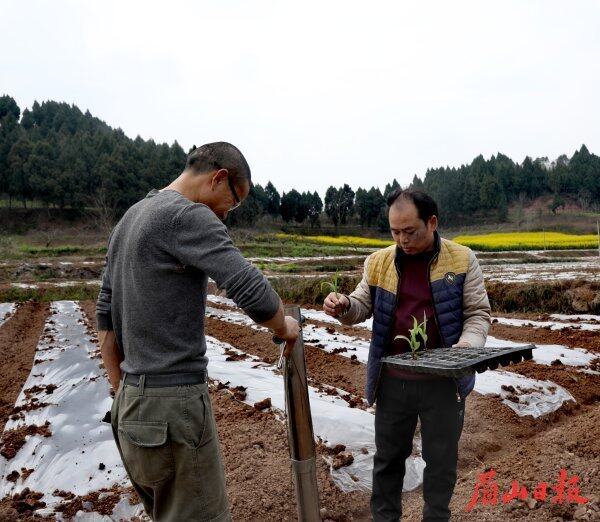 鐘約奎（右）在田間指導農民高質量種植玉米。（楊鵬 攝）