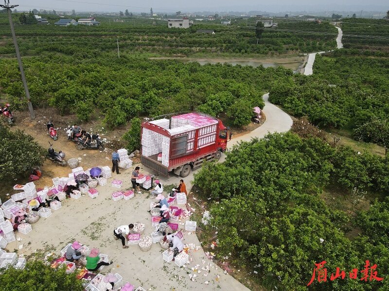 產(chǎn)業(yè)便道建成后，卡車開到了果園里。