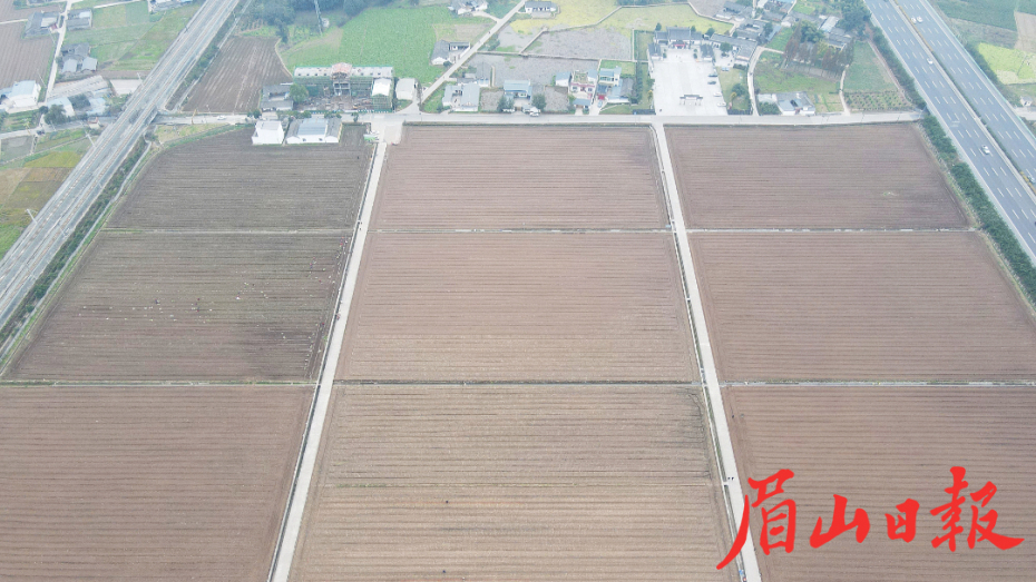  田間栽種忙。