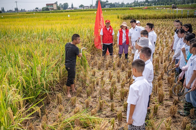  農(nóng)技專家教學(xué)生們怎么收割稻谷。