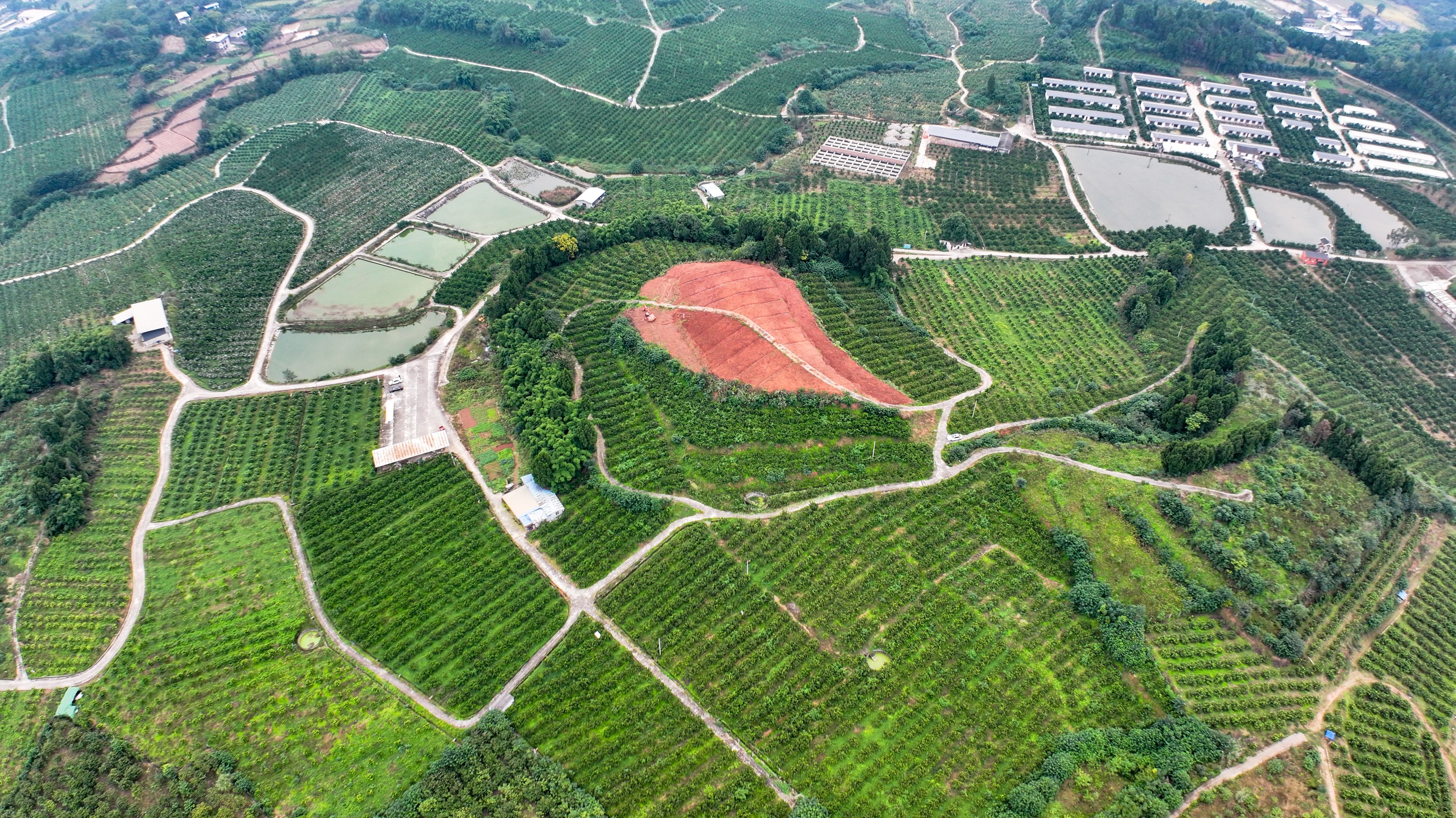 水利社區(qū)千畝柑橘基地。