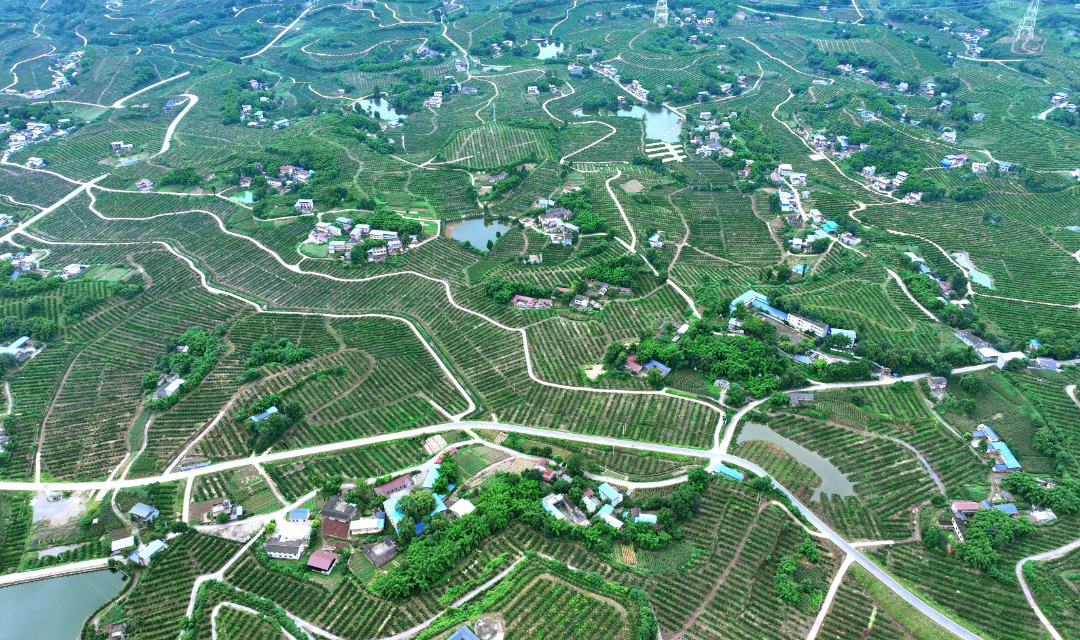  鄉(xiāng)野間，一條條產(chǎn)業(yè)路縱橫。