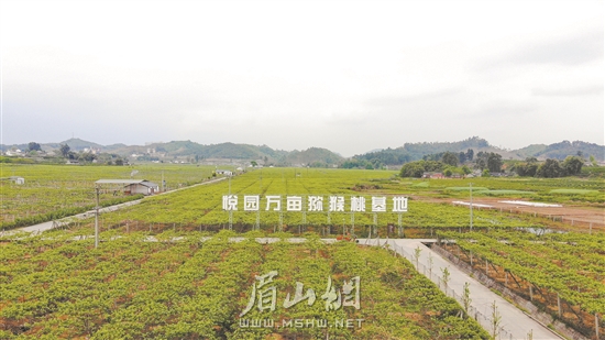 悅園村萬畝獼猴桃基地。.jpg